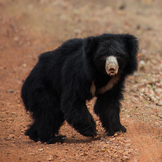 Tadoba - Sloth bear